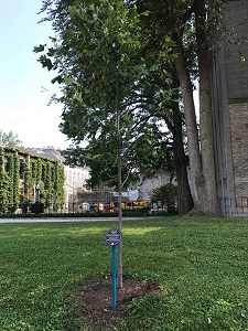 PHE '93 Tree Dedication in Memory of Laurel Fortin image